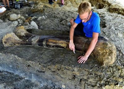 Hallazgo de colosal fósil de dinosaurio fascina a científicos