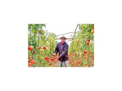 Productores exigen acciones para recibir mejores pagos por el tomate