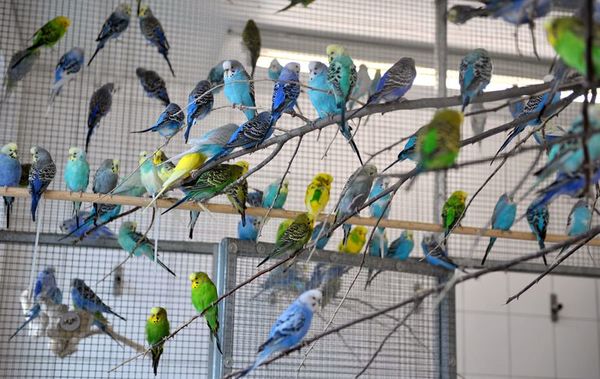 Acumular animales en casa hace sufrir a todos - Mascotas - ABC Color