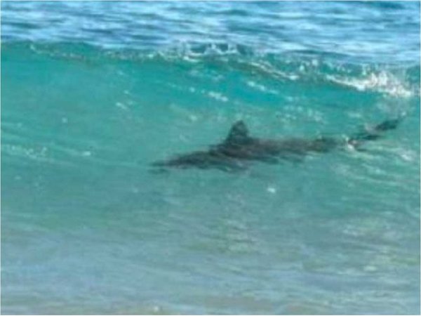 Otro ataque de tiburón en una playa de Florida, el tercero en 72 horas