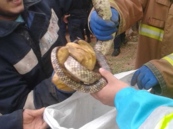 Ñakanina se escondió en un auto