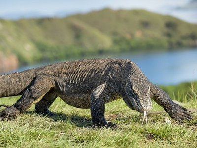 Científicos muestran el genoma del dragón de Komodo