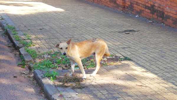 Perrito desorientado en Villamorra » Ñanduti