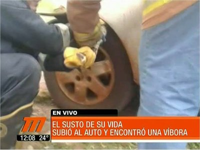 Conductora halla una serpiente en el motor de su vehículo