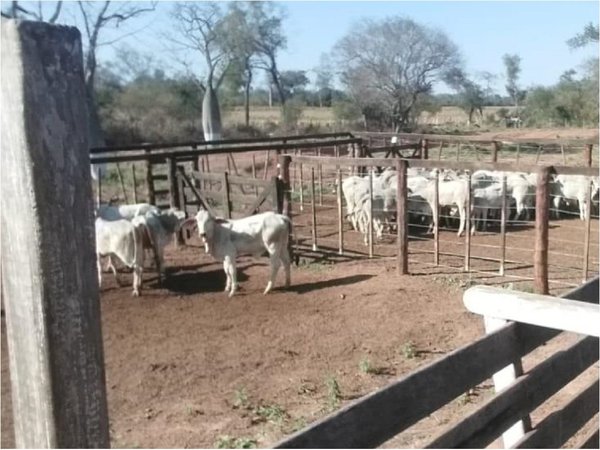 Crimen en el Chaco: Prisión domiciliaria preocupa en investigación