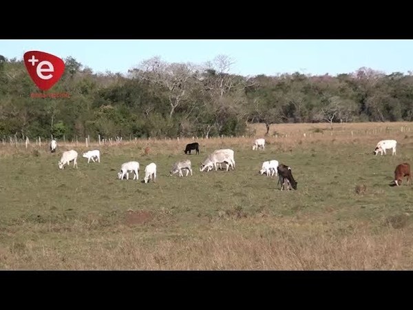 HURTAN 16 ANIMALES VACUNOS EN CARMEN DEL PARANÁ