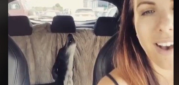 Perrito cantante | Noticias Paraguay