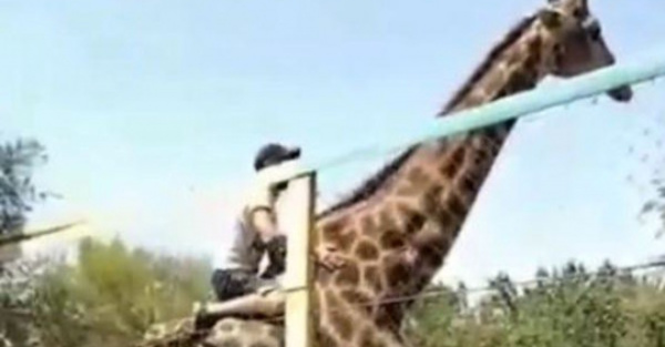 Ka’úre se subió a una jirafa en un zoológico