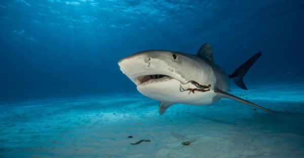 Aumentan los ataques de tiburones