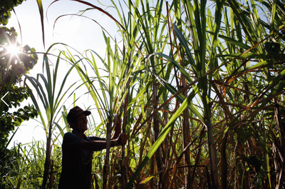 Productores no se ven afectados por el clima