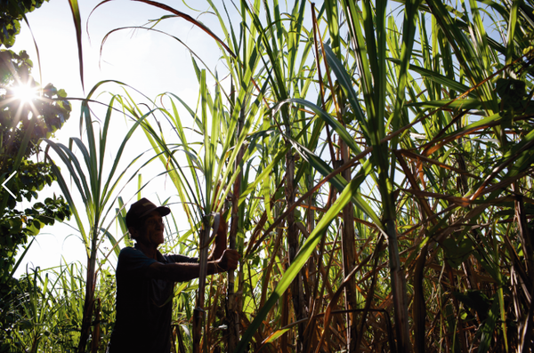 Productores no se ven afectados por el clima