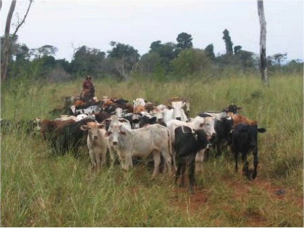 Agroganaderos brasileños invaden las tierras de la franja de Itaipú