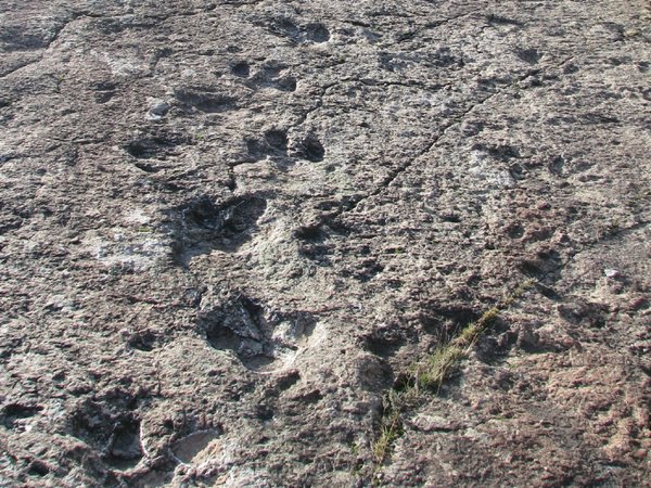 Estudian huellas de dinosaurios en terreno blando