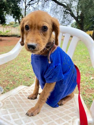 El pequeño Lorenzo busca casa tras su rescate de las calles en el frio invierno » Ñanduti