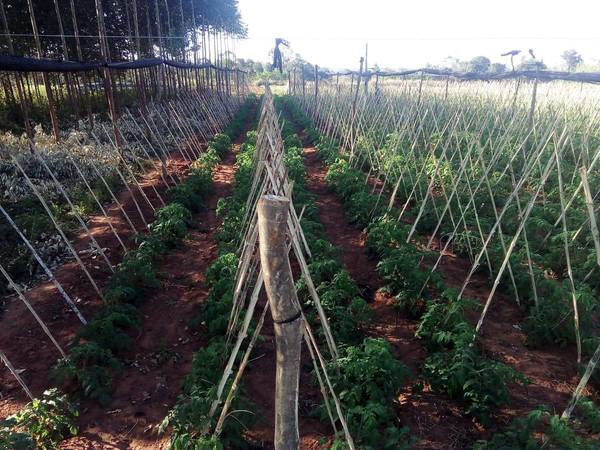 Buenas perspectivas de producción de tomate en Caaguazú