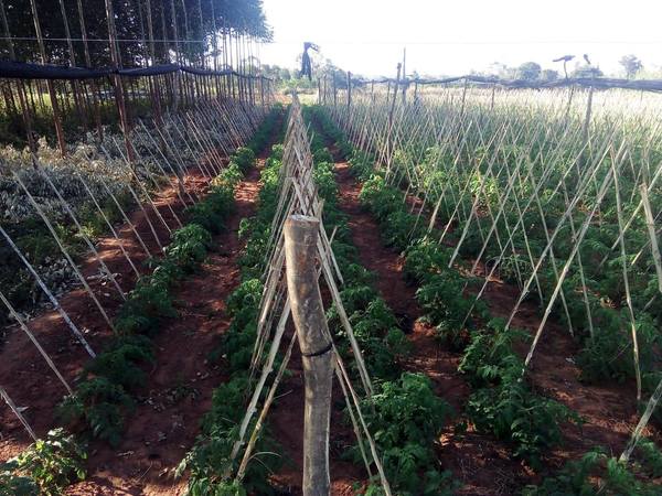 Buenas perspectivas de producción de tomate en Caaguazú