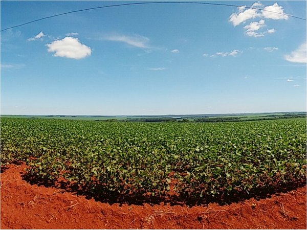 Deforestación: Itaipú pidió  prestado  USD 11,5 millones