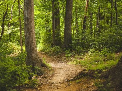 Bosques son fundamentales para frenar el cambio climático