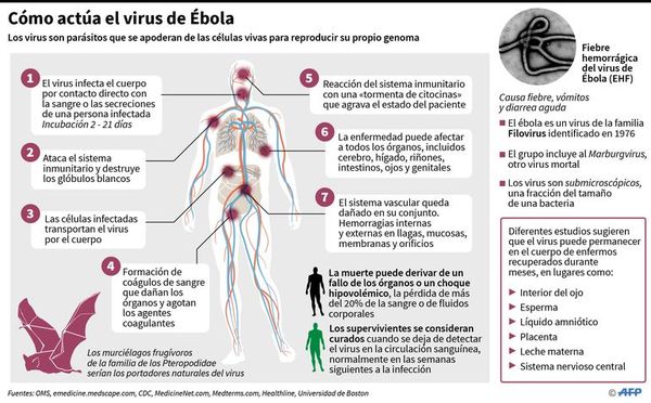 Nuevo caso de ébola hace temer su propagación - Internacionales - ABC Color