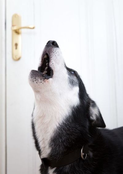 ¡Auxilio, mi perro no para de ladrar! - Mascotas - ABC Color