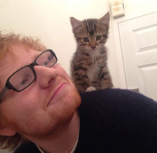 Ed Sheeran devastado luego de la muerte de su gato