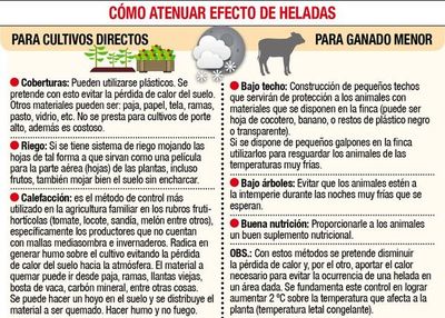 Productores deben estar preparados ante heladas - Economía - ABC Color