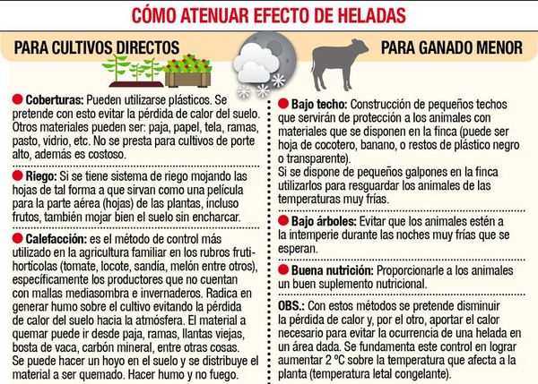 Productores deben estar preparados ante heladas - Economía - ABC Color