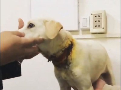 Cachorrito casi muere degollado