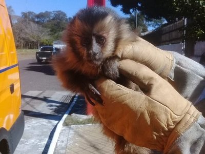 Rescatan a una mona que subió al tendido eléctrico