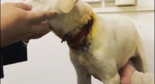 Un perrito se salvó de morir degollado anga