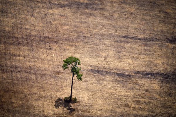 Brasil, un gigante agrícola que tropieza con la protección ambiental