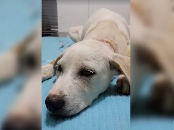 Investigan caso de cachorro que sufrió profundo corte al estar atado