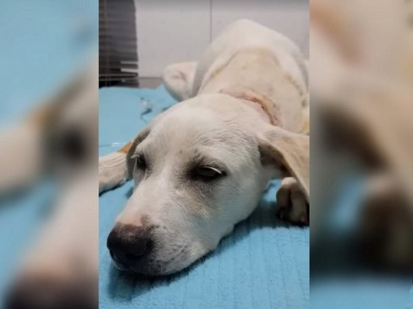 Investigan caso de cachorro que sufrió profundo corte al estar atado