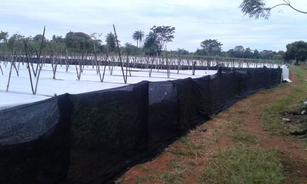 Heladas no afectaron producción hortícola en la zona de Caaguazú - Nacionales - ABC Color