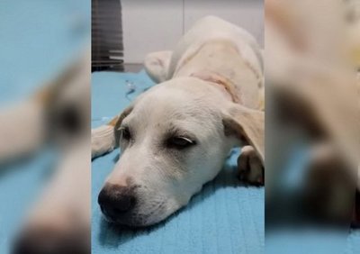Rescatan a perro que casi muere por estar atado | Noticias Paraguay