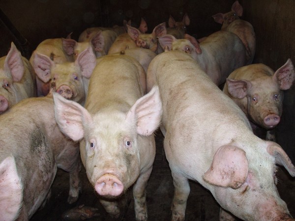 «El año pasado se faenaron 600 mil cabezas de cerdos, todo lo que se produce se vende»