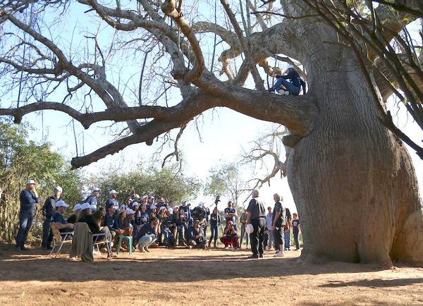 Colosos de la Tierra postula este año a un árbol argentino