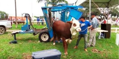 Podología en ganado bovino - ABC Rural - ABC Color