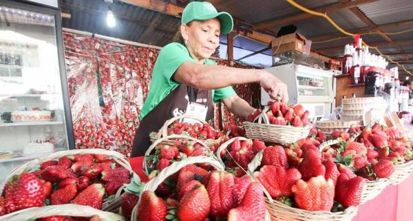 Expo frutilla en Areguá durante todo agosto » Ñanduti