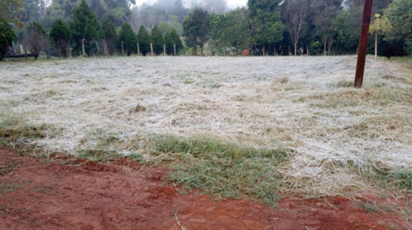 Escarchas del fin de semana afectaron trigo y pasturas