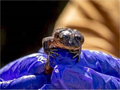 Zoo de Santiago cuidará de últimas ranas del Loa que hay en el mundo