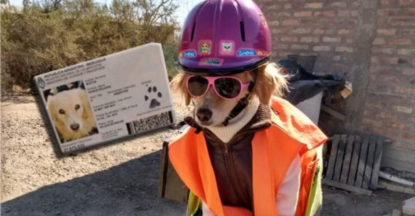Una perrita que pela su documento