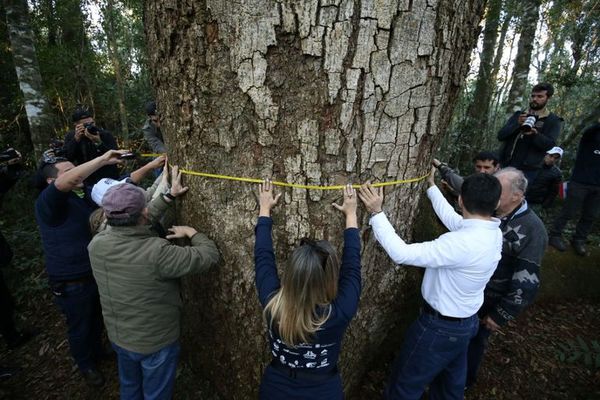 Buscan al “coloso” en el Parque Nacional Caazapá - Nacionales - ABC Color