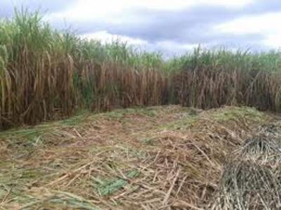 Petropar anuncia compra de caña de azúcar - .::RADIO NACIONAL::.