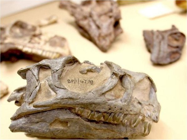 Hallan nuevo tipo de dinosaurio con un fósil mal identificado