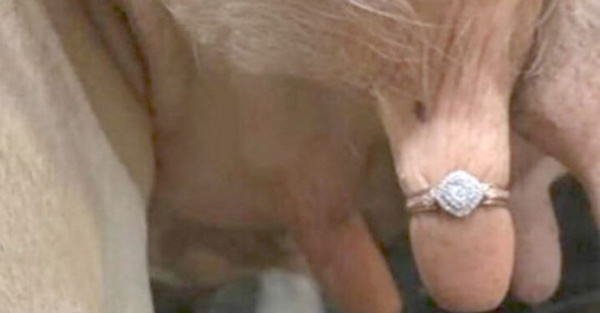 Colocó anillo de bodas en la ubre de una vaca