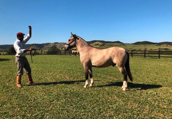 Apuntan a una fuerte incursión de los caballos criollos en el Chaco