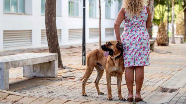 Los perros, aliados de las víctimas de violencia machista en España  - Mascotas - ABC Color