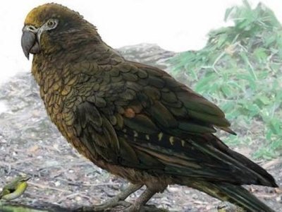 El loro más grande del mundo vivió hace 19 millones de años