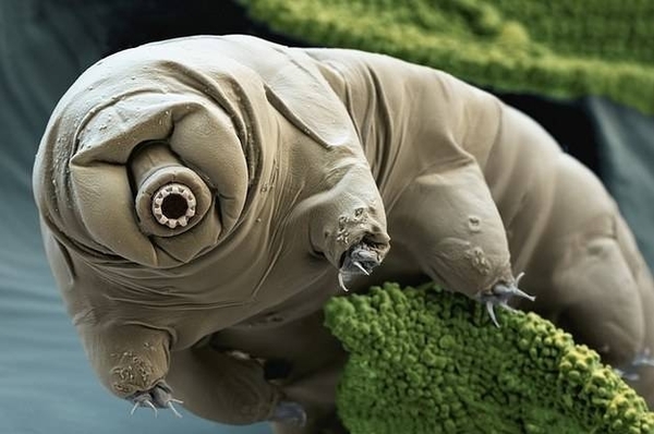 HOY / La nave israelí Beresheet pudo esparcir miles de "osos de agua" en la Luna